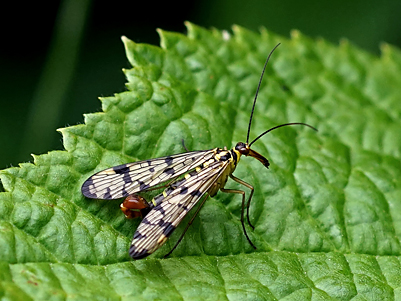 scorpion fly (1544K)
